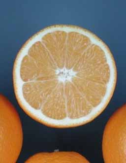              Fruit cross-section (© J.W. Sauls, Texas AgriLife   Extension)       